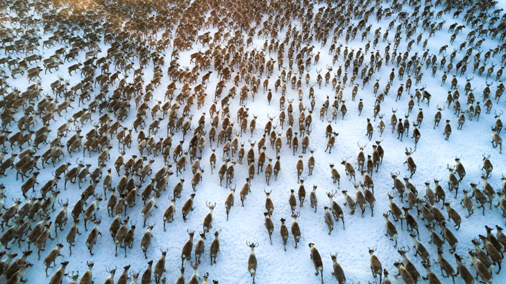 Kanada Karibu Herde im Schnee iStock Geoffrey Reynaud